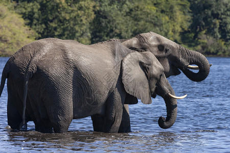 在非洲博茨瓦纳北部Chobe河饮用非洲大象LoxodontaLoxodonta非洲饮用水树干动物群厚皮图片