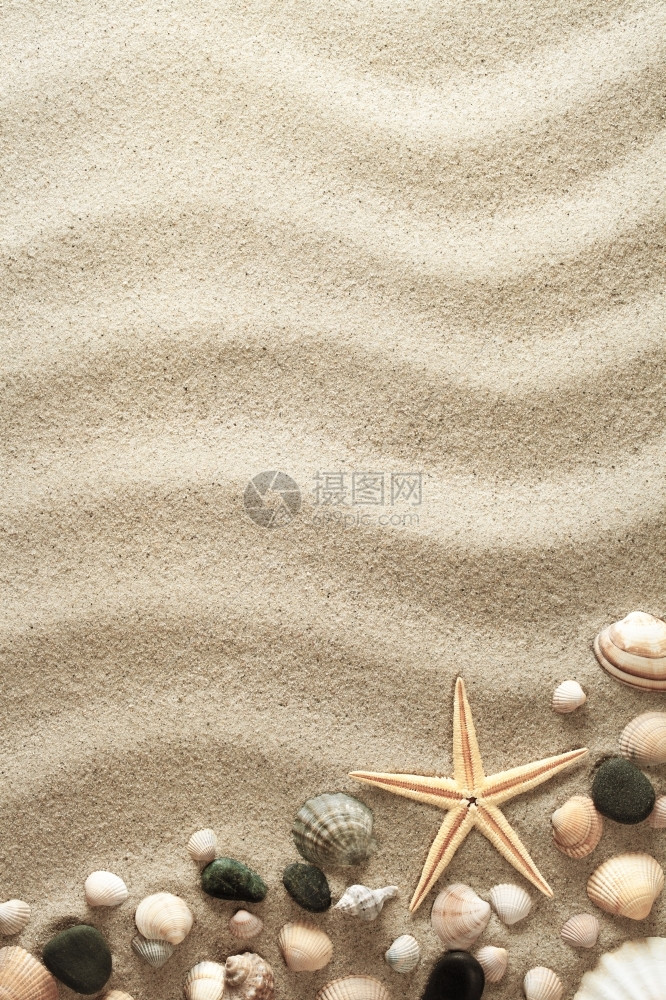 沙子上的海星和小贝壳图片