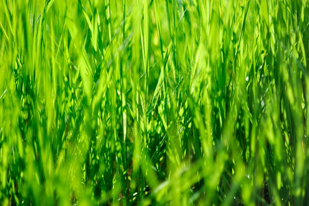 生长明亮的草本背景新鲜绿草抽象自然背景新鲜的图片