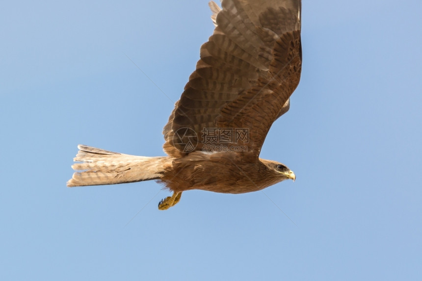 黑色Kite当地称为Amora在空中飞行猎物自然贝拉丘图片