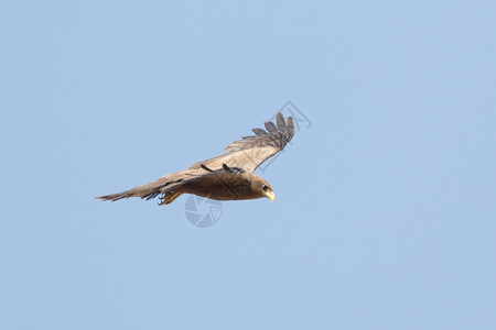 阿莫拉动物黑色Kite当地称为Amora在空中飞行气图片