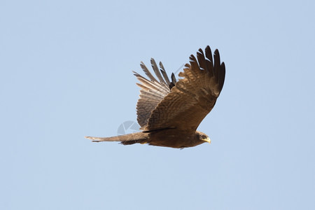 黑色Kite当地称为Amora在空中飞行翅膀秃鹰风筝图片