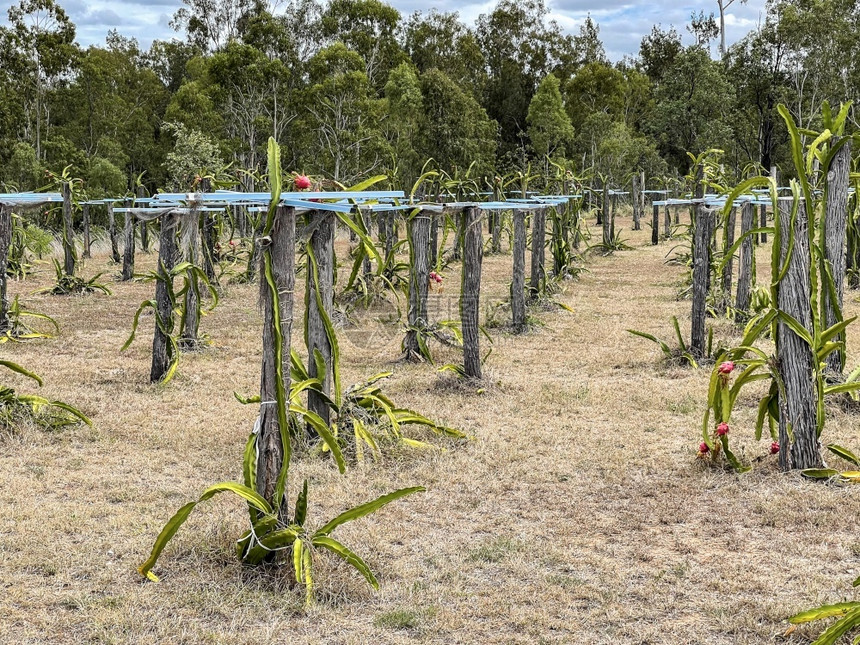 土著昆士兰中部GinGin镇附近的龙果皮加亚商业种植园的景象仙人掌赌注图片