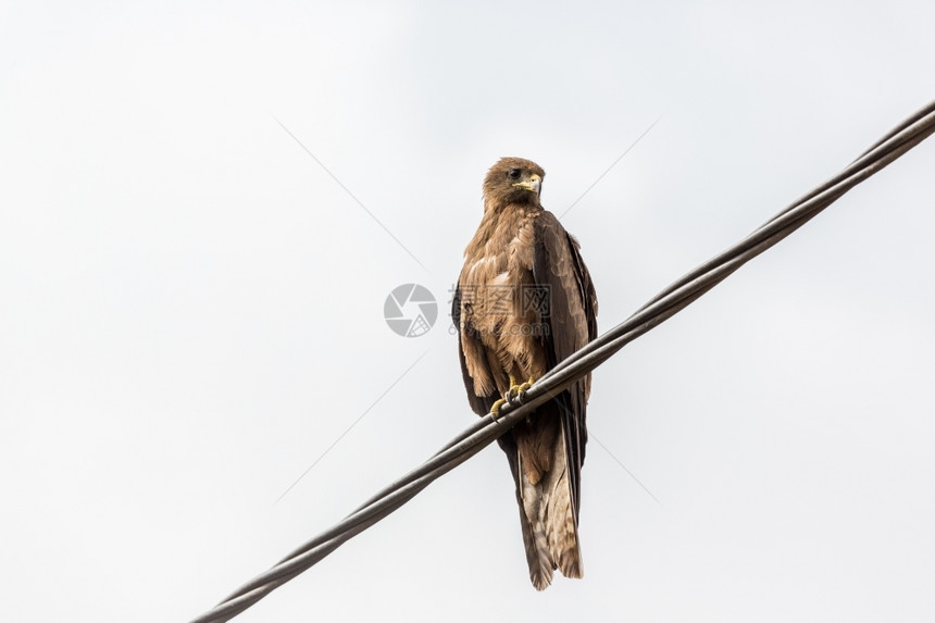秃鹰翅膀移民黑色Kite一个中等规模的祷告鸟在埃塞俄比亚当地被称为Amora图片