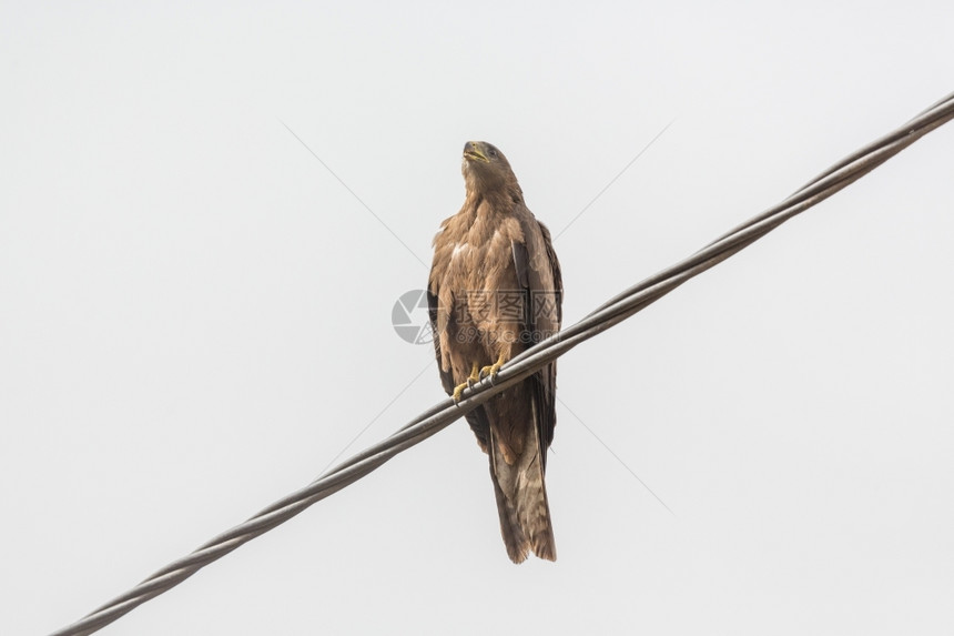 中等的秃鹰黑色Kite一个中等规模的祷告鸟在埃塞俄比亚当地被称为Amora图片