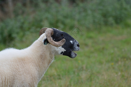 高地羊驯化的在伊莱兰一个农场上催泪羊母图片