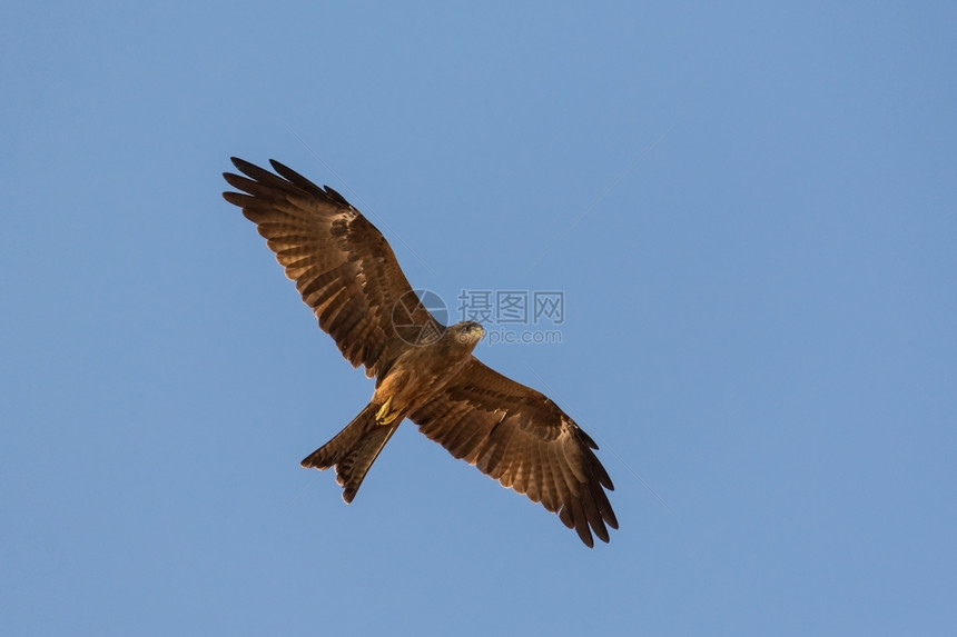 翅膀黑色Kite当地称为Amora在空中飞行野生动物黑色的图片