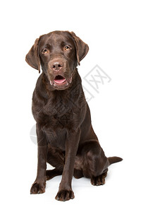 品种寻回犬坐着巧克力拉布多狗巧克力拉布多狗坐在白色背景面前图片