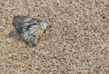 岩石漏洞黑色的含白和黄翅膀以及多彩沙粒的黑黄蝴蝶斯里兰卡南部省斯里兰卡亚洲图片