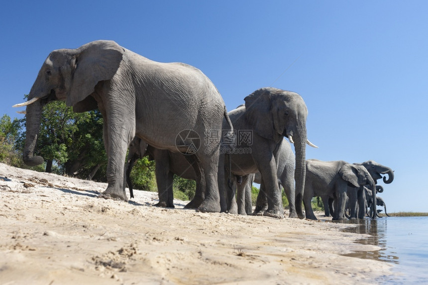 非洲人在博茨瓦纳北部乔贝公园ChobeChobe河沿岸饮用非洲大象的牧群LoxodontaAfricaa野生动物哺乳图片