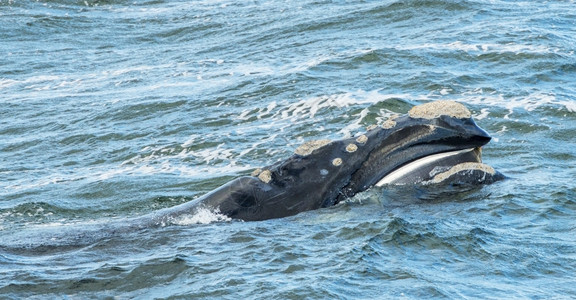 濒危须Baleen鲸头部露出它的哺乳动物图片