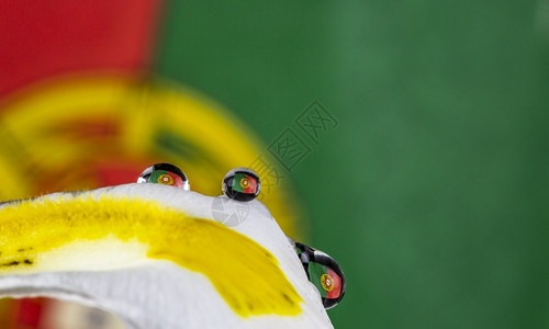 白色的情绪花瓣上方水滴中葡萄牙反射在微小水滴中自豪图片