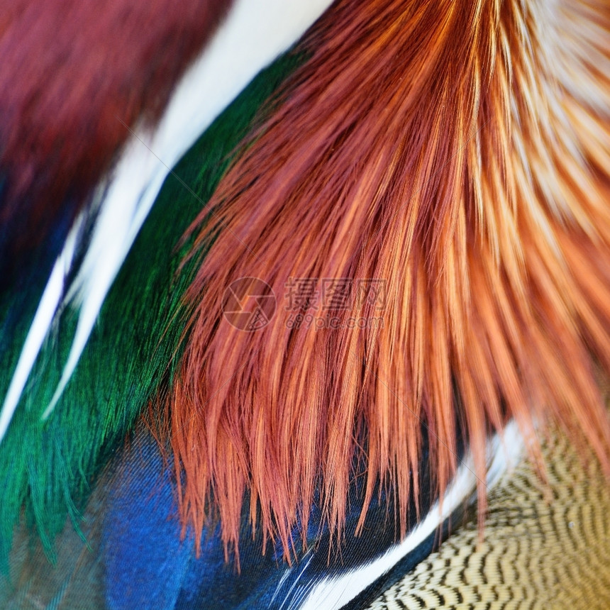 多彩的普通人鸭羽毛纹理抽象背景野生动物质地图片