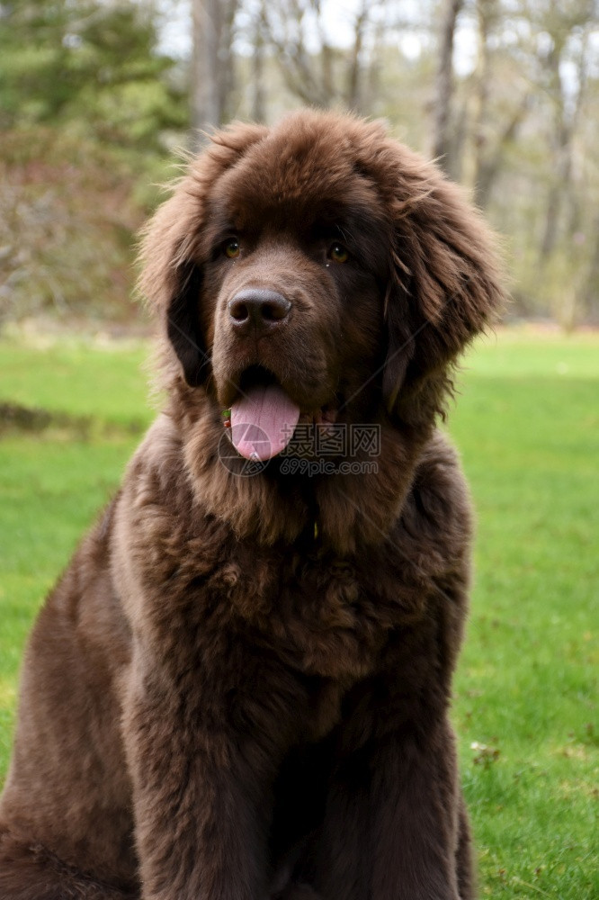 纯种春天毛茸的假穿着巧克力棕褐色狗超可爱纽芬兰狗图片