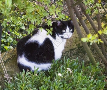小猫有趣的花园中黑猫和白水平图像科动物图片
