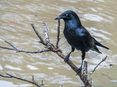 动物野生聪明的澳大利亚蓝眼乌鸦在自然栖息地图片