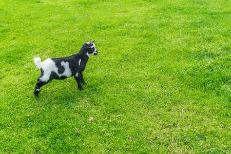 夏天姿态小黑白山羊站在草地上着图片