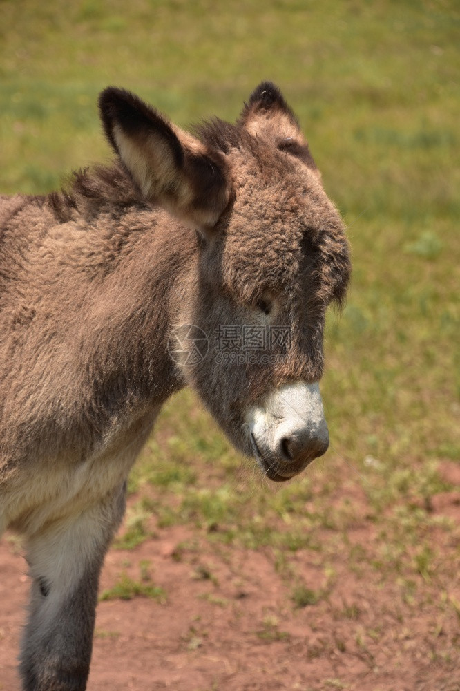 可爱的宝棕褐色驴子关闭和私人个的平等南美洲驴图片