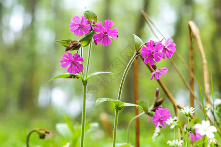 绽放花朵紫色小卉背景盛开的绿色植物紫小花盛开的绿色植物花卉背景紫色的背景图片