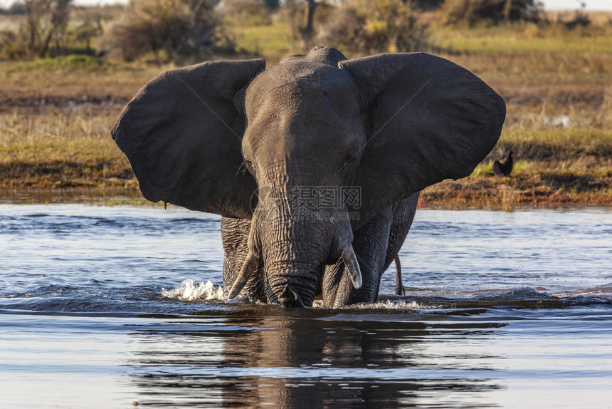 穿越荒野非洲博茨瓦纳乔贝公园Chobe河口的非洲大公牛象LoxodontaLoxodontaafriana艾伦图片