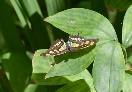 绿色美丽的麦芽蝶蝴翅膀张开漏洞蛾图片