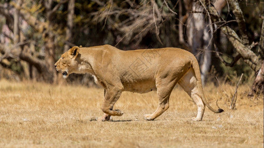 南非公园上的狮子图片