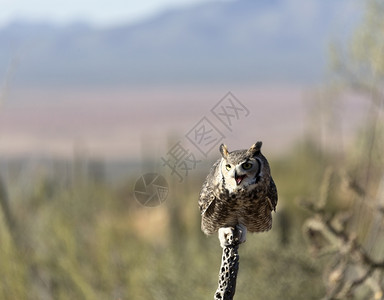 西南亚利桑那索诺拉沙漠博物馆干圆形小分上的猫头鹰索诺兰账单图片
