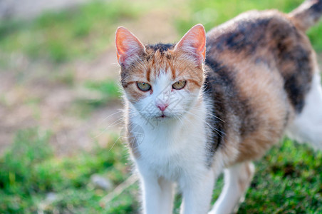 户外的流浪猫咪图片