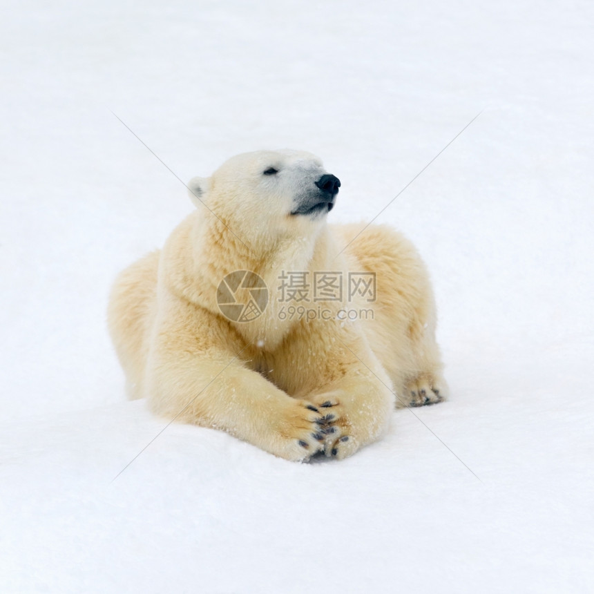 哺乳动物白雪上北极熊休息的动物北极熊白色的冬天图片