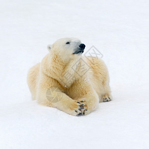 哺乳动物白雪上北极熊休息的动物北极熊白色的冬天图片