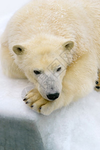 白雪上北极熊休息的动物北极熊自然冰图片
