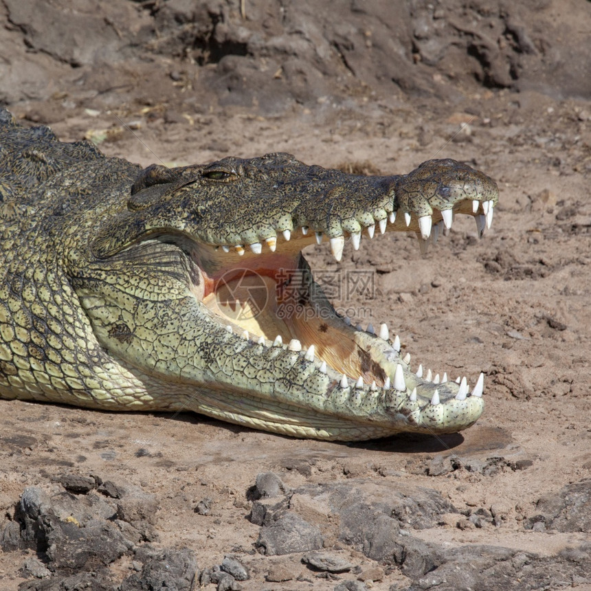 嘴非洲人博茨瓦纳北部乔贝公园河岸的尼罗鳄鱼自然图片