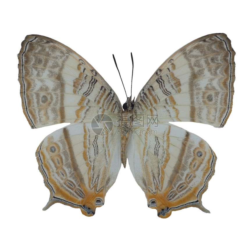 大理石蝴蝶Cyretiscoclescocles上翼轮廓在白色背景下被隔离翅膀阮詹自然图片