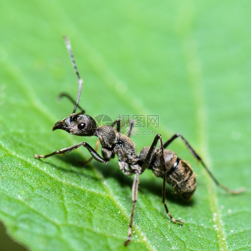 害虫在泰国拍摄的绿叶上特写黑木匠蚂蚁Camponotuspennsylvanicus坎波诺图斯颜色图片