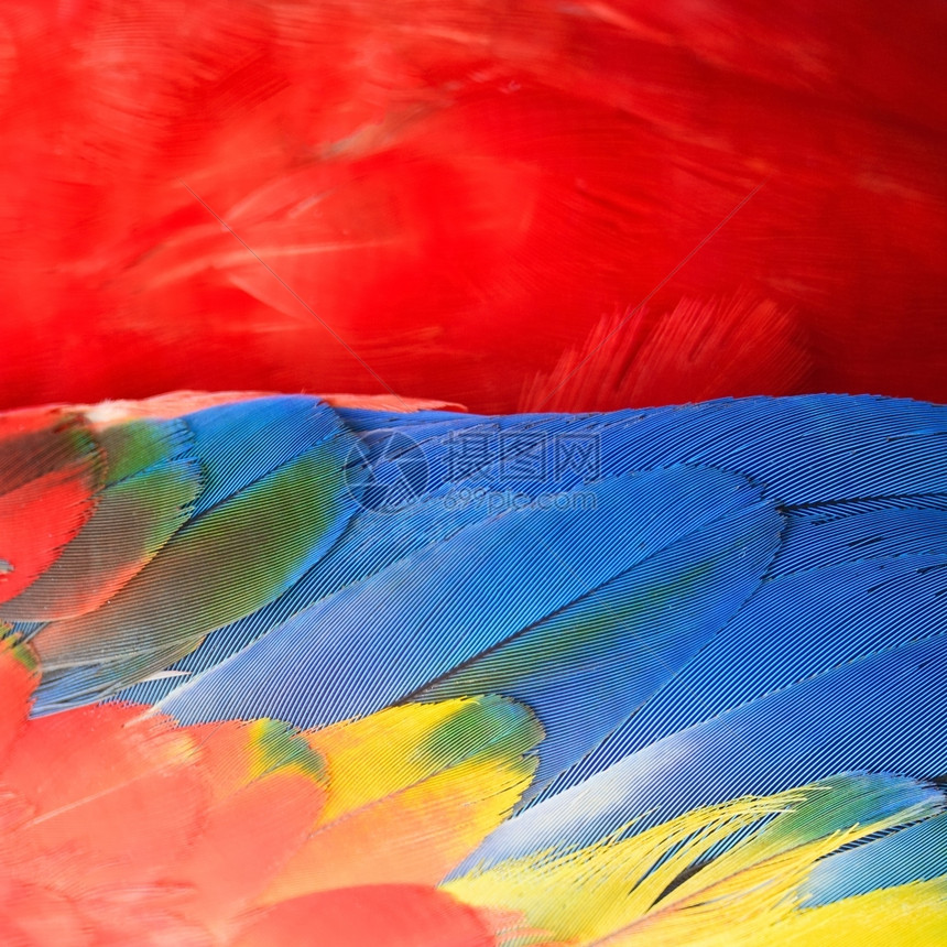 美丽的鸟羽斯嘉麦考的花羽背景金刚鹦鹉彩虹羽毛图片