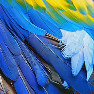 多彩鸟类羽毛斯嘉丽麦考羽毛背景野生动物丰富多彩的图片