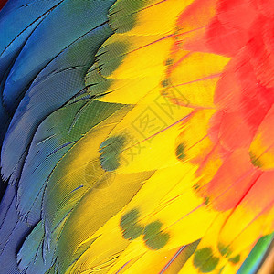 ScarletMacaw羽毛多彩背景纹理黄色的动物鸟图片