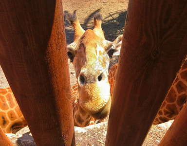 哺乳动物照片监狱长颈鹿在ZOO的栅栏后面入狱图片