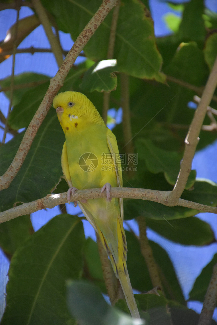 黄色的鸟类坐在树枝上的颜色鲜艳鹦鹉虎皮图片