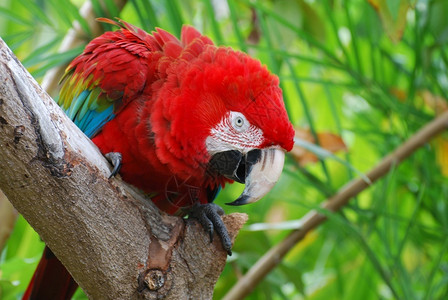 较小的坐在热带树上美丽红毛鹦鹉鸟猩金刚舍图片