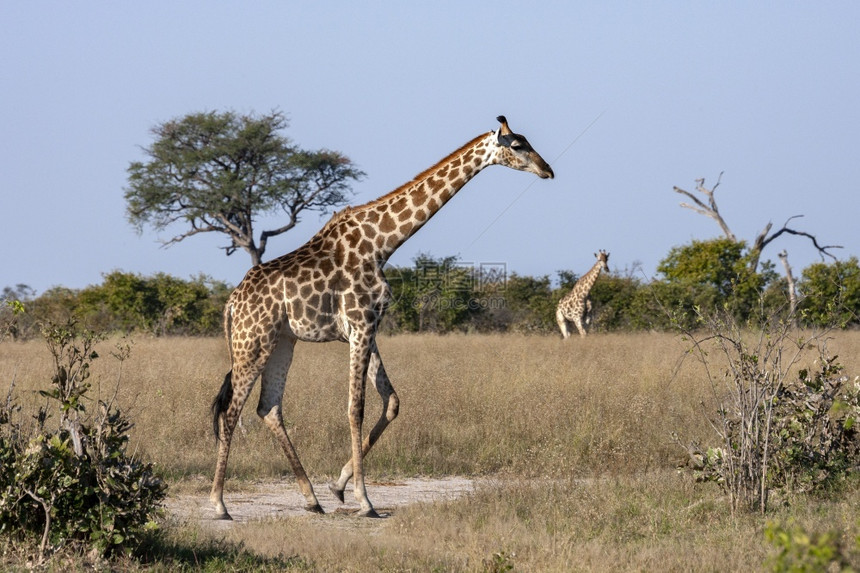 长颈鹿步行陆地的GiraffeGiraffacomerlopardalis在博茨瓦纳北部的萨武提地区非洲走过Giraffe是最高图片
