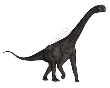 雷鸟形象的布朗托马鲁斯恐龙在白色背景中孤立行走3D化为布朗托梅罗斯恐龙3D化为白色的古艺术设计图片