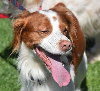 纯种布列塔尼猎犬夏日时分毛蓬勃的布瑞塔尼狗夏天图片