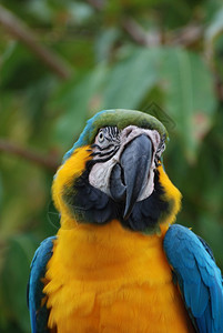 蓝黄金刚鹦鹉鸟的美丽脸庞澳门一种摄影背景图片