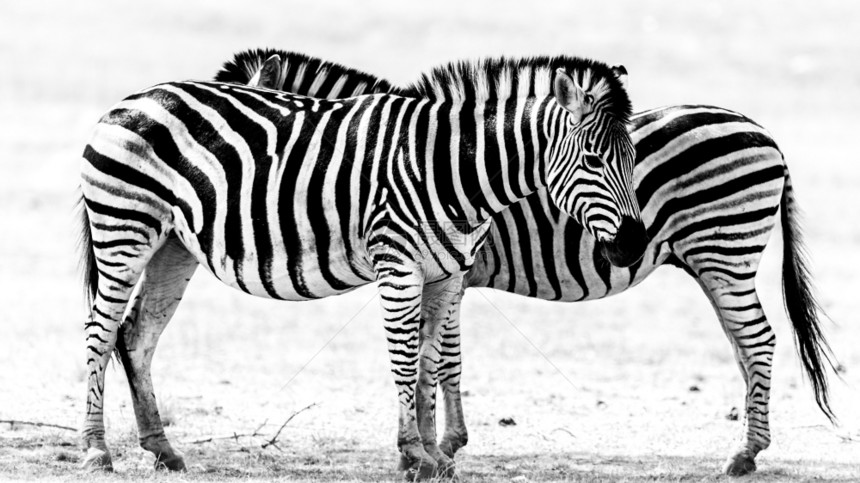 贝拉丘黑色的和白图像两只成年斑马站在彼此旁边栖息地图片