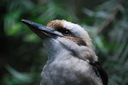 荒野阿维斯澳大利亚人Kokaburra鸟在野外近距离亲图片