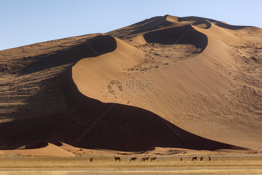 艾伦GemsbokAnteloopeOryx瞪羚靠近非洲纳米比亚索苏素夫莱附近纳米布努亚克卢夫特公园Namib沙漠的一个大丘努阿图片