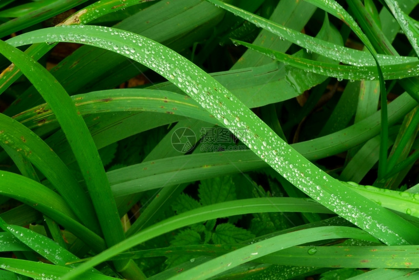 滴清晨露的绿草覆盖着青水早晨图片