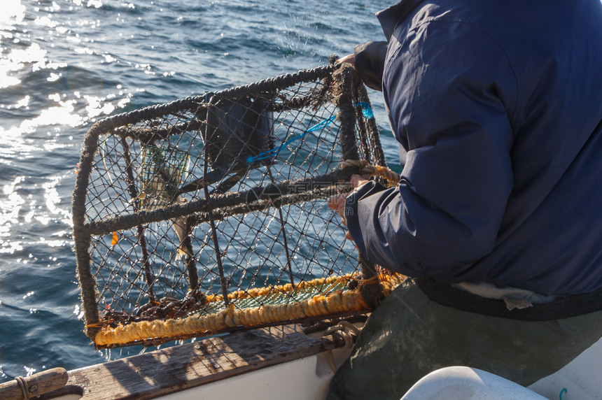 笼渔夫穿油皮外套的渔民把龙虾锅带回布列塔尼的一条船上水图片
