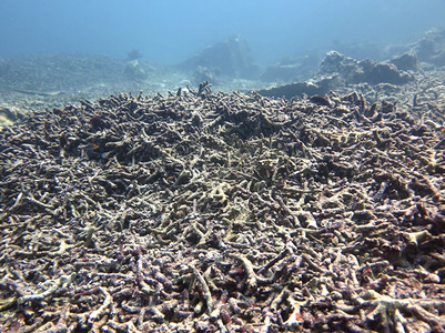 死珊瑚礁浪费漂海图片